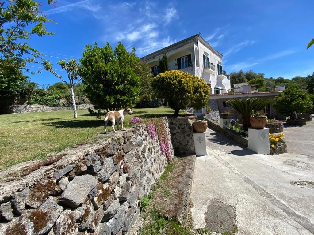 Villa Vincenzo Di Meglio Barano dʼIschia Dış mekan fotoğraf