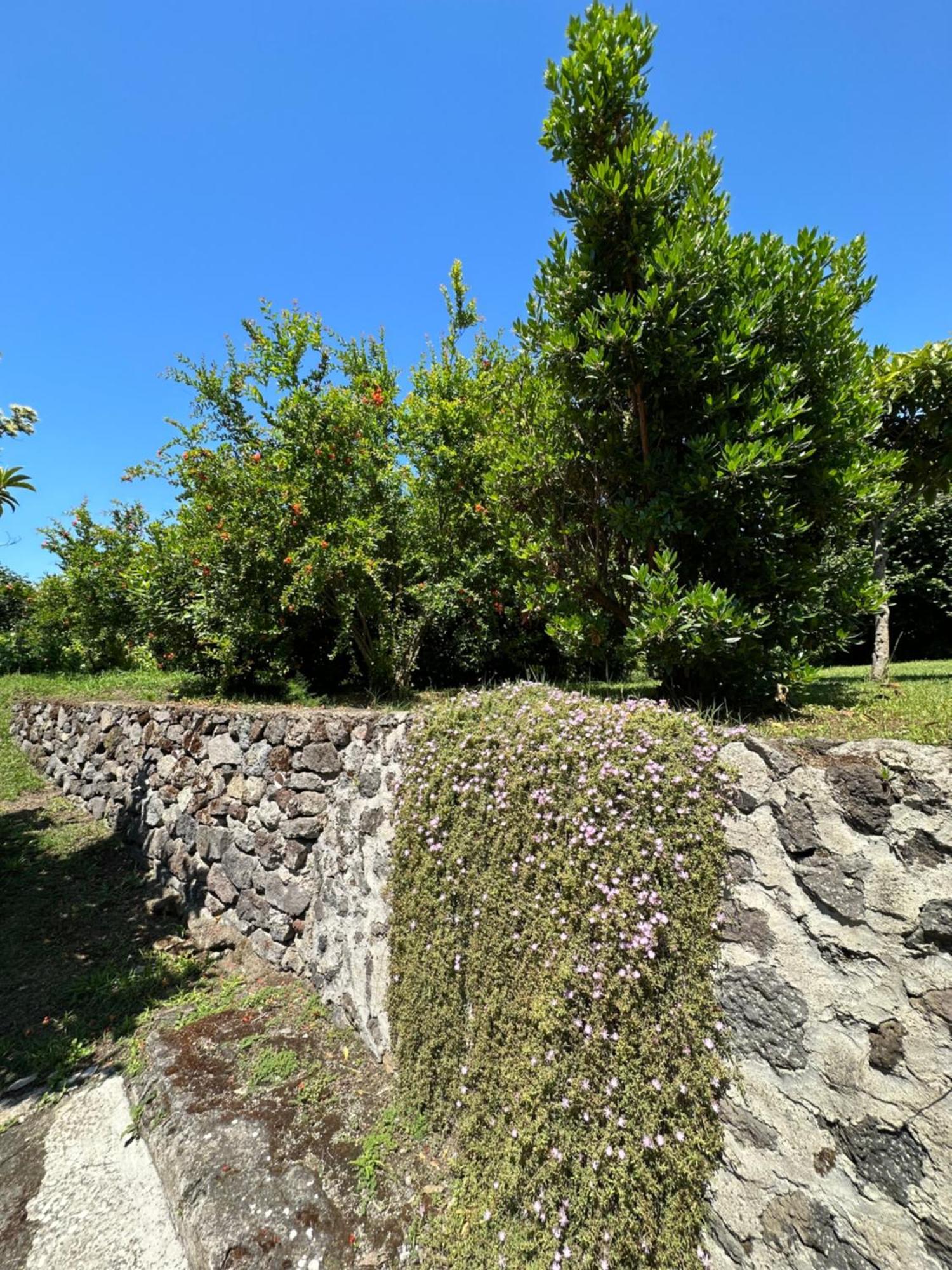 Villa Vincenzo Di Meglio Barano dʼIschia Dış mekan fotoğraf