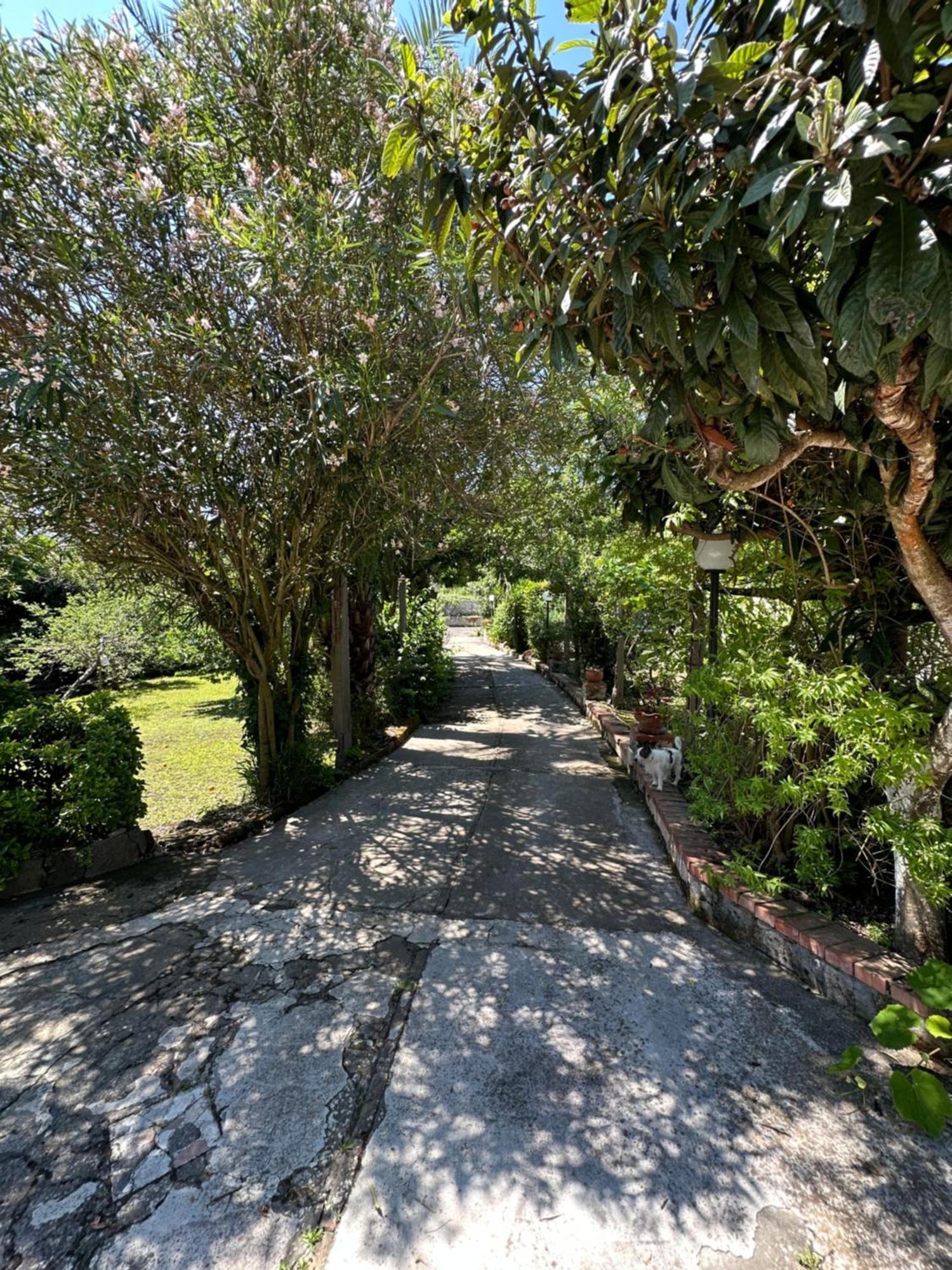 Villa Vincenzo Di Meglio Barano dʼIschia Dış mekan fotoğraf