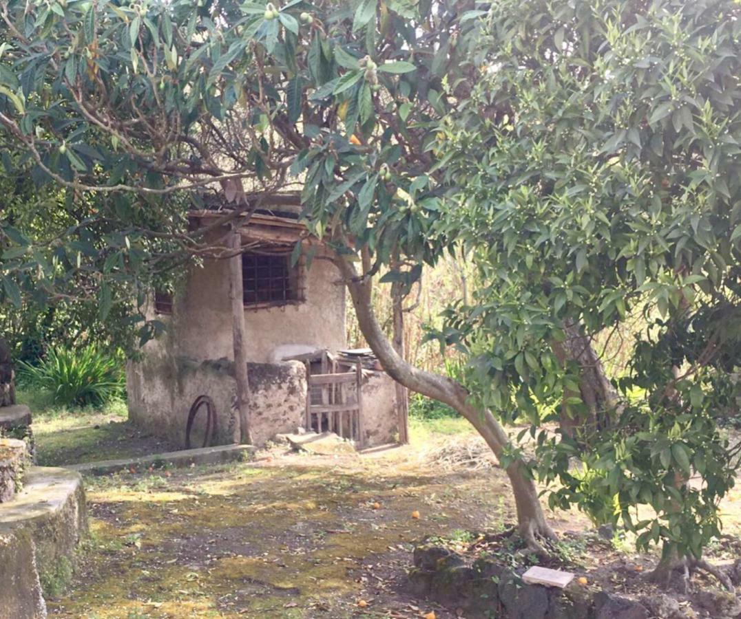 Villa Vincenzo Di Meglio Barano dʼIschia Dış mekan fotoğraf